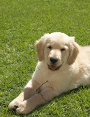 Small obedient golden retriever puppy lying on the green grass