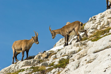 bouquetins Vercors