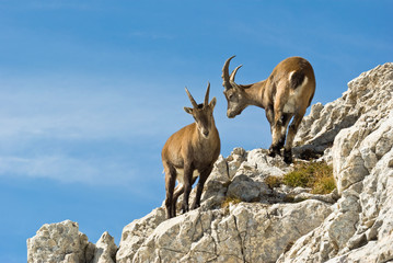 bouquetins Vercors