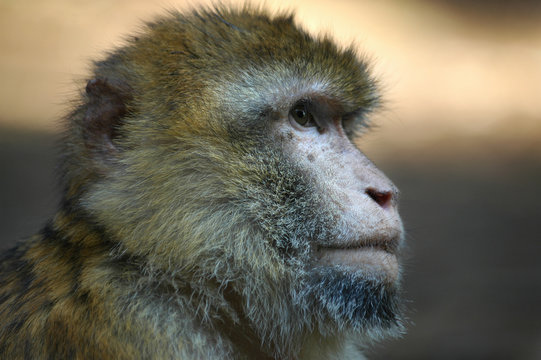 closeup of an ape face