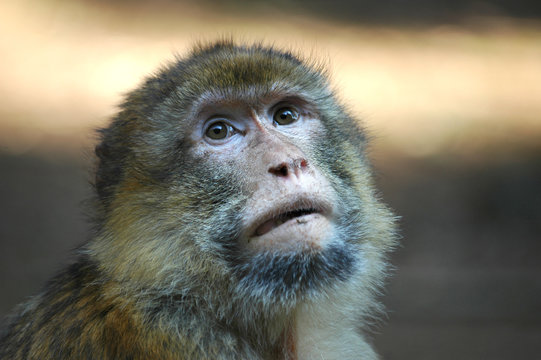 closeup of an ape looking up
