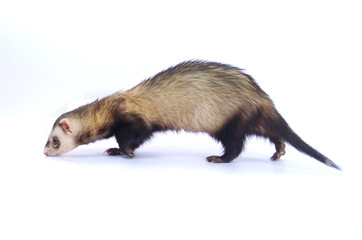 furet