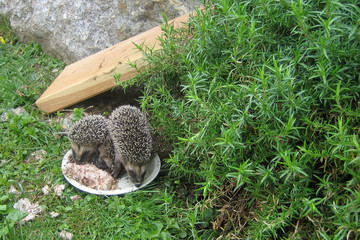 Igel