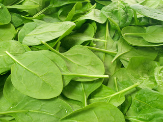Fresh picked spinach leaves