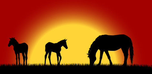 Fototapeta na wymiar Mare with foals over sunrise