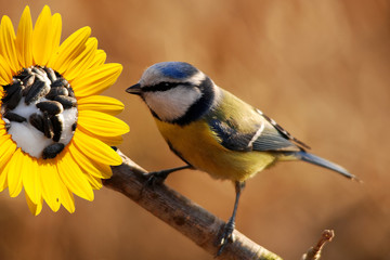 Obraz premium Blue tit