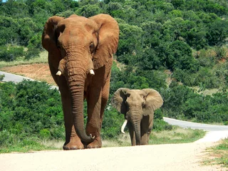 Cercles muraux Afrique du Sud éléphants en route