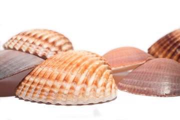 shells