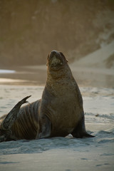 a giant seal watching you on a new zealand beach
