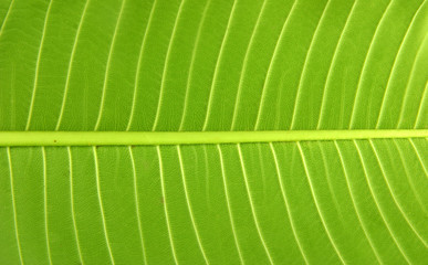 textura de hoja verde