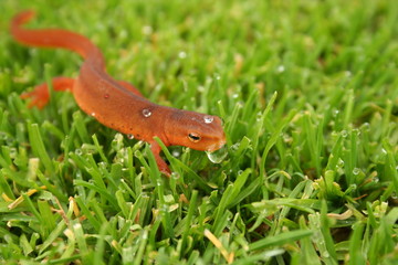 Orange Salamander