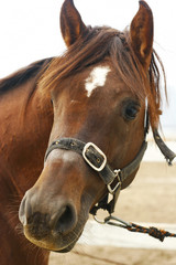 arabian horse head closeup
