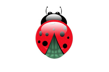 Illustration ladybird on isolated