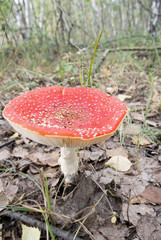 fly-agaric mushroom in the autumn forest