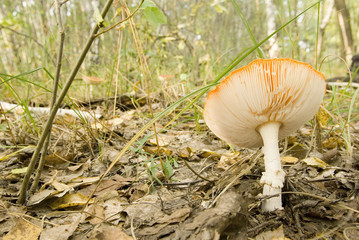 fly-agaric mushroom