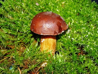 A mushroom is white (Boletus edulis).