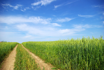 corn with a blue sky