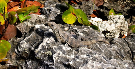 iguane