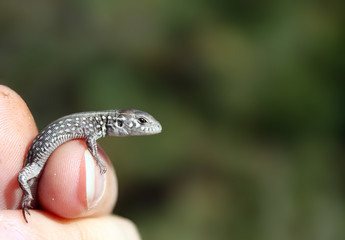 The lizard in a hand on the blurry background
