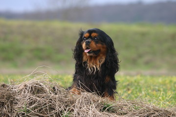 le regard surpris du cavalier