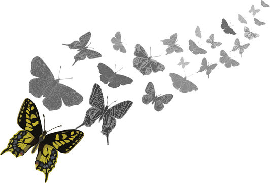 butterflies flying