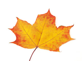 Fall yellow-red maple leaf on white background