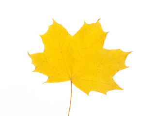 Fall yellow maple leaf on white background