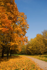 Naklejka premium Autumn landscape with bright yellow foliage and blue sky