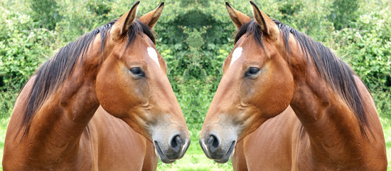 Deux chevaux face à face