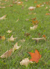 Autumn maple leaves on green grass