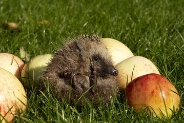 Hedgehog on a grass with apples