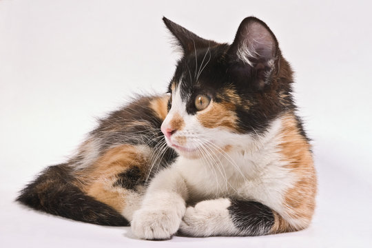 pets series: small fluffy kitten over white