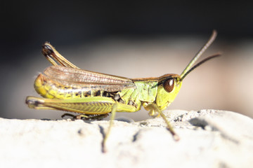 very nice grasshopper in the nature