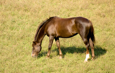 Fototapeta premium Cheval