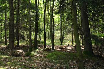 Obraz premium very nice natural czech forest in the spring