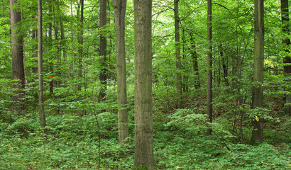 Fototapeta na wymiar bardzo ładne naturalne Czeski las na wiosnę