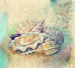 shells and mollusk, diet of Aphrodite