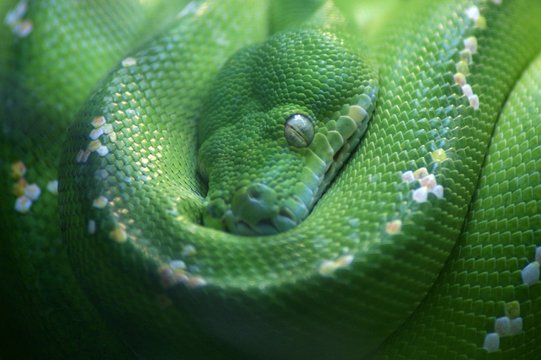 Python vert, Chondropython viridis