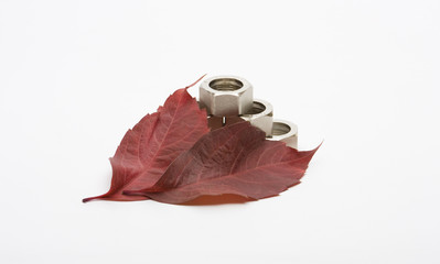 Nuts and leafs