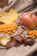 arrangement made of leaves, chestnuts and corncob and apple