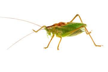 grasshopper macro isolated on white background