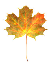 Obraz premium autumn maple leaf isolated on white