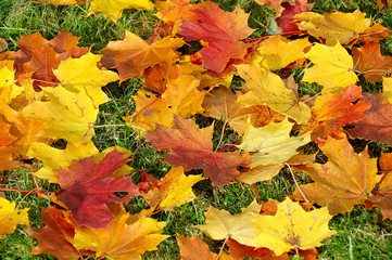 Naklejka na ściany i meble autumn maple leaves on green grass