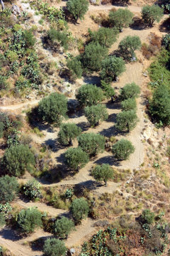 Typical olive-garden on dry terrain of Aspromonte