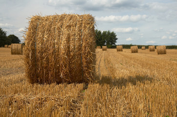 Hay bales in harvested field