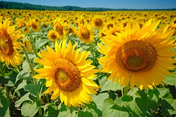 Raamstickers Zonnebloem sunflower and field