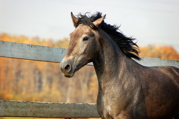 young horse portrait