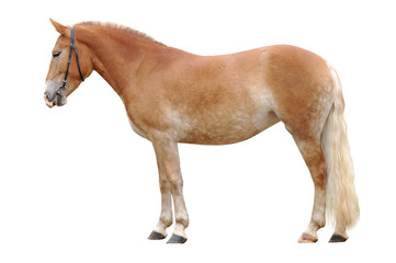 Fototapeta na wymiar standing palomino horse isolated on white