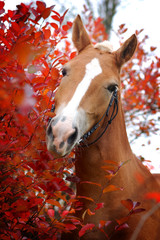 Autumn horse portrait