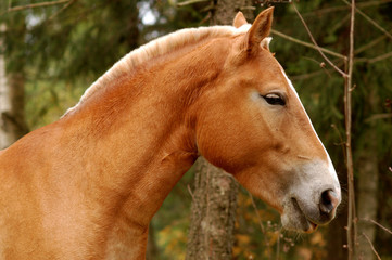 Palomino horse portrait